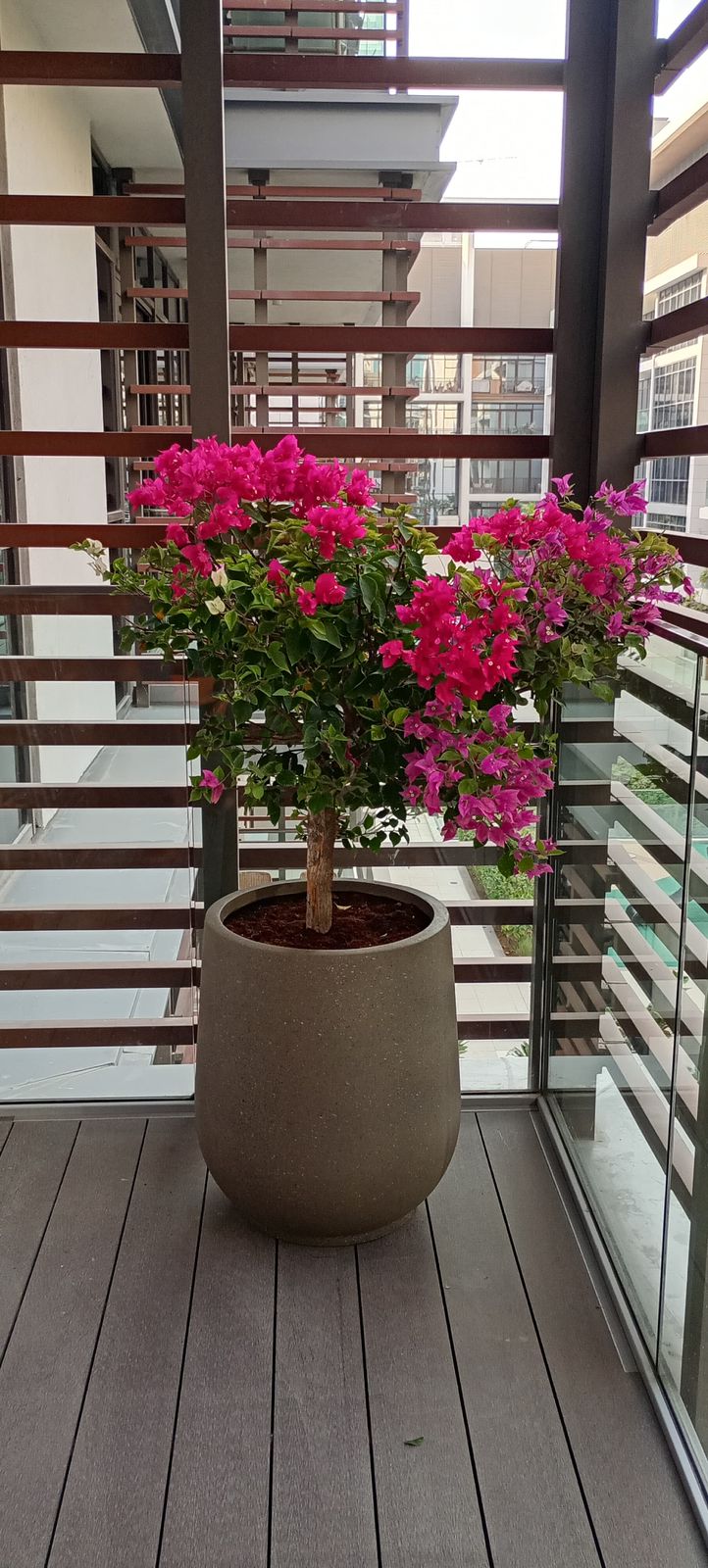 Bougainvillea Ball - Fiber Large Pot