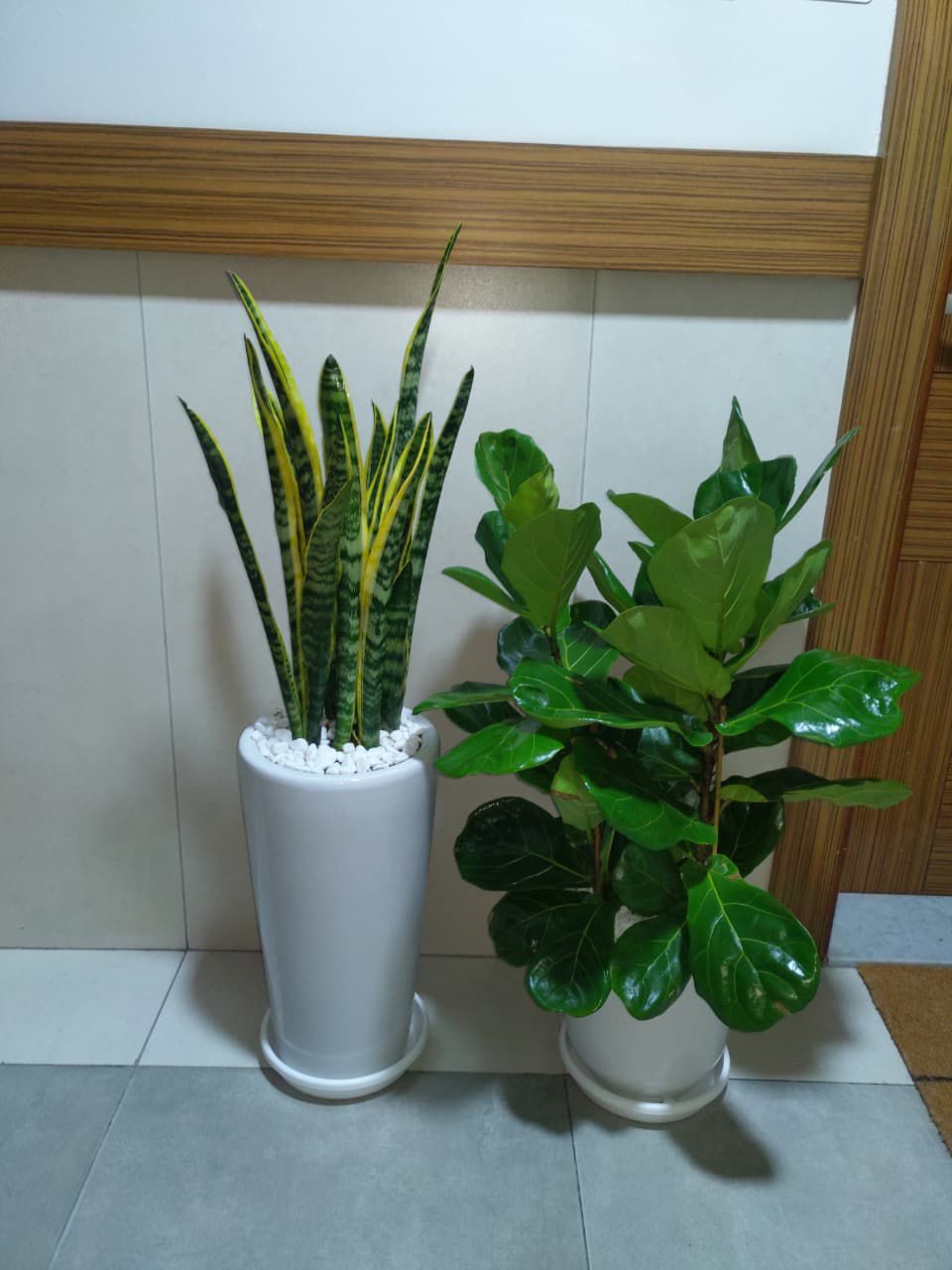 Snake & Fiddle Bundle