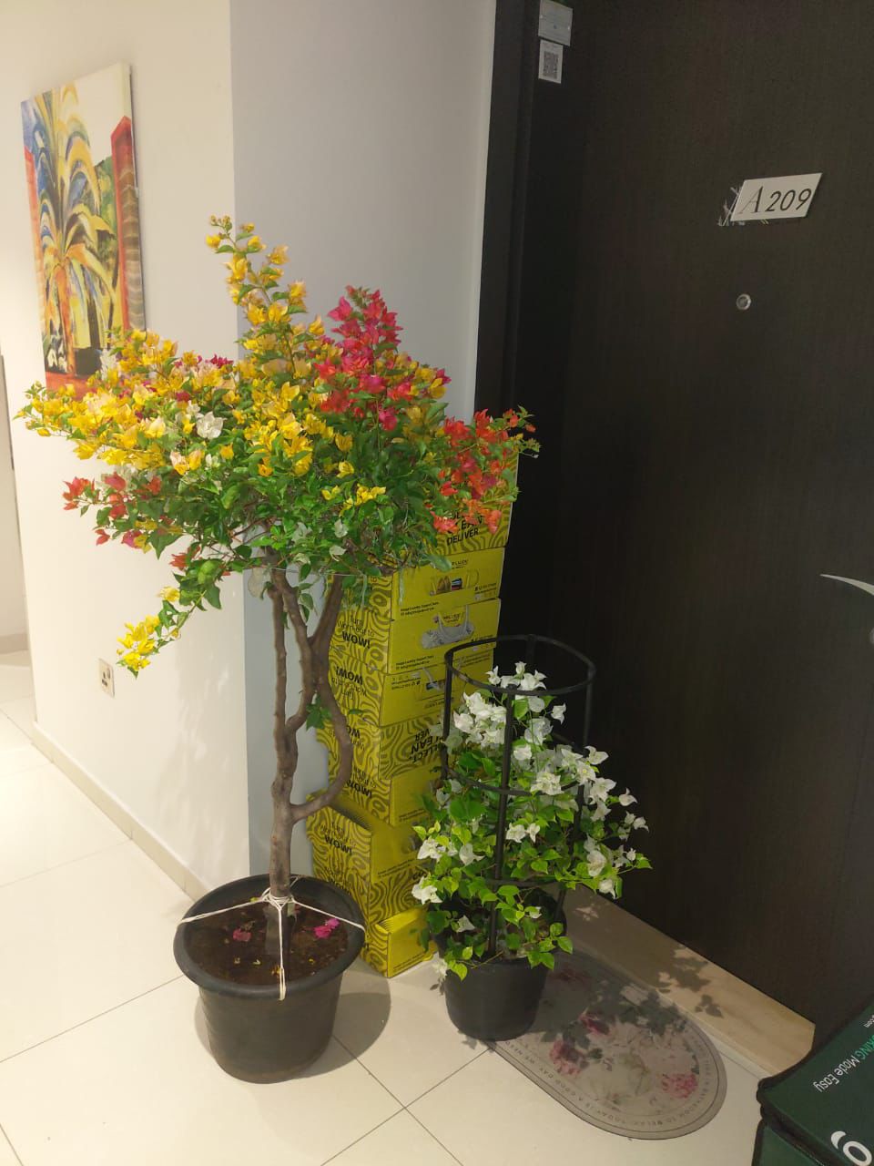 Bougainvillea Bundle