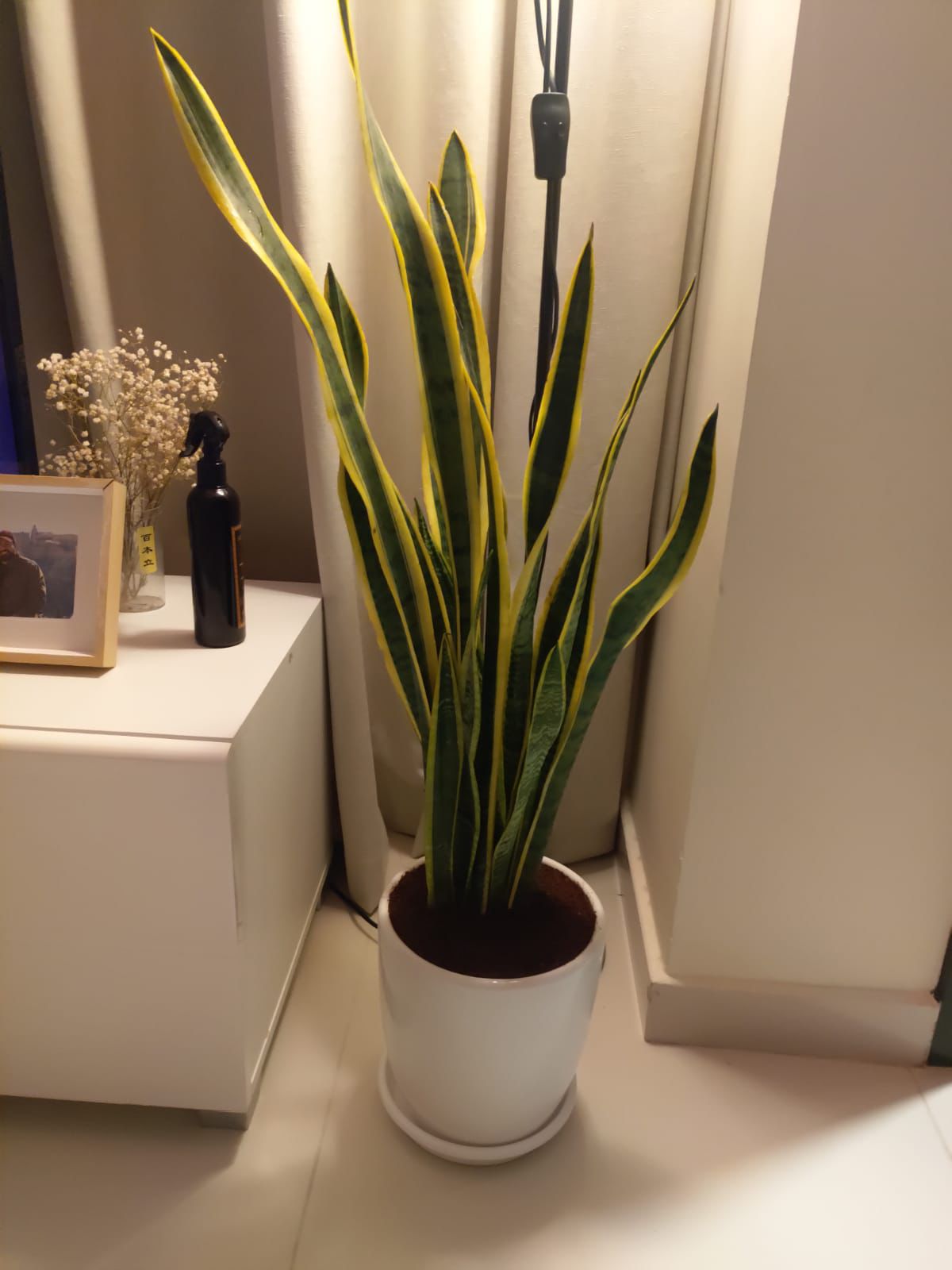 Snake Plant Large