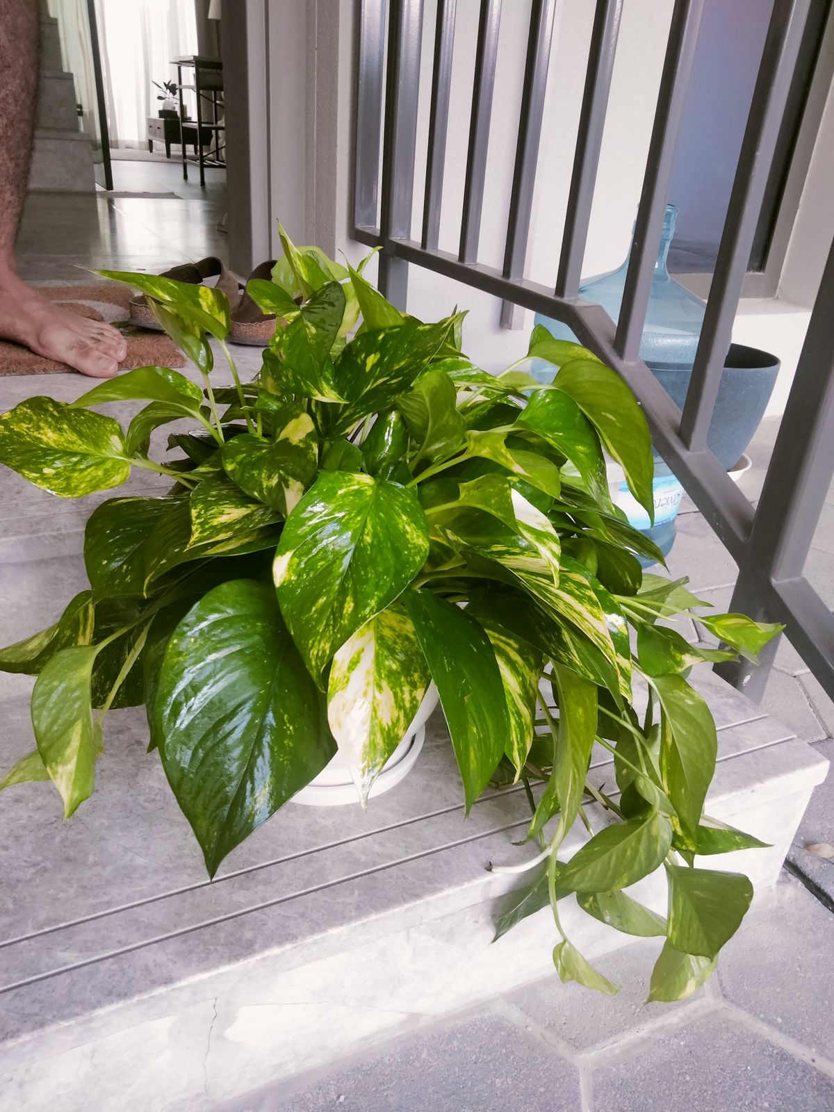 Large Money Plant ( Pothos )