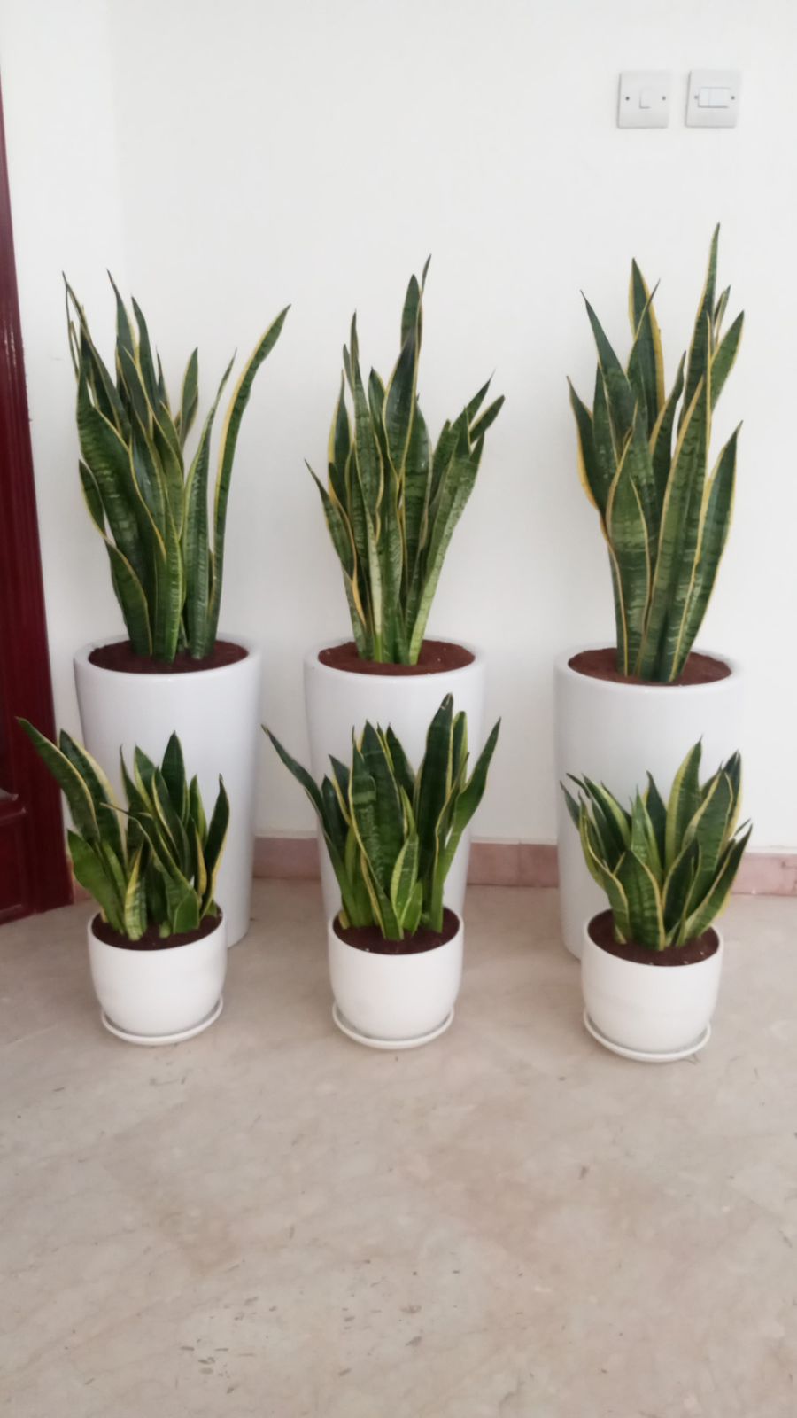 Sansevieria Ensemble - Snake Plant