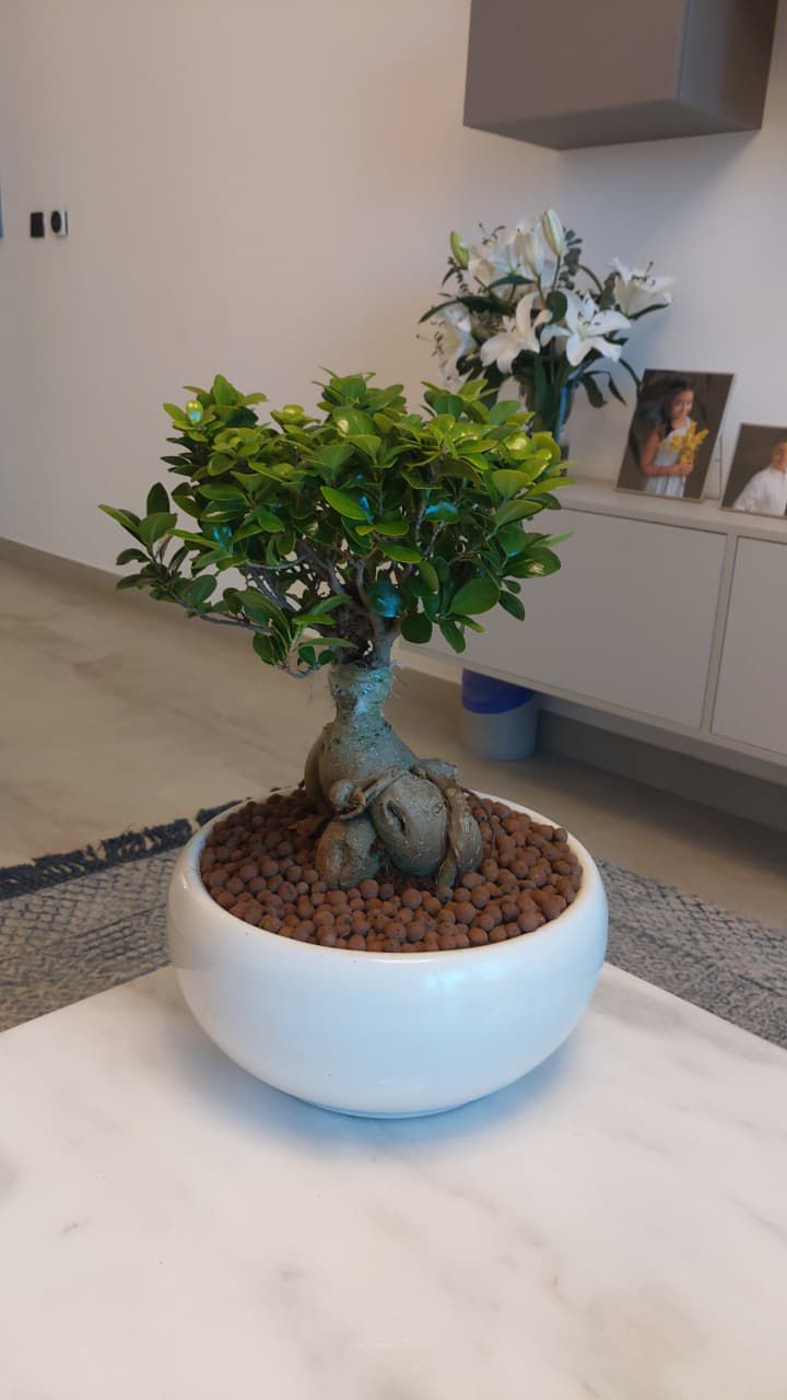 Bonsai Shallow