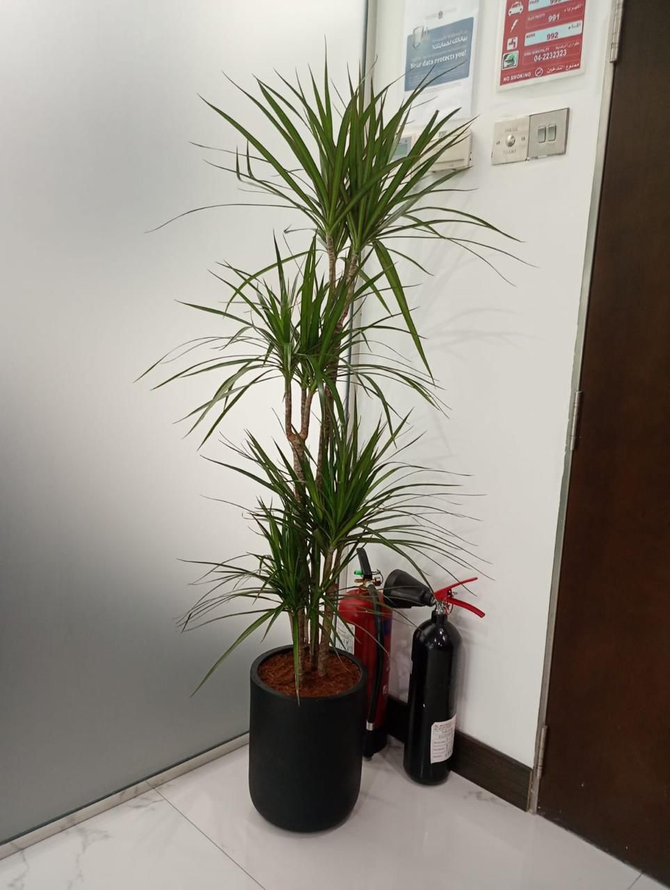 Dracena Dragon - Fiber Pot