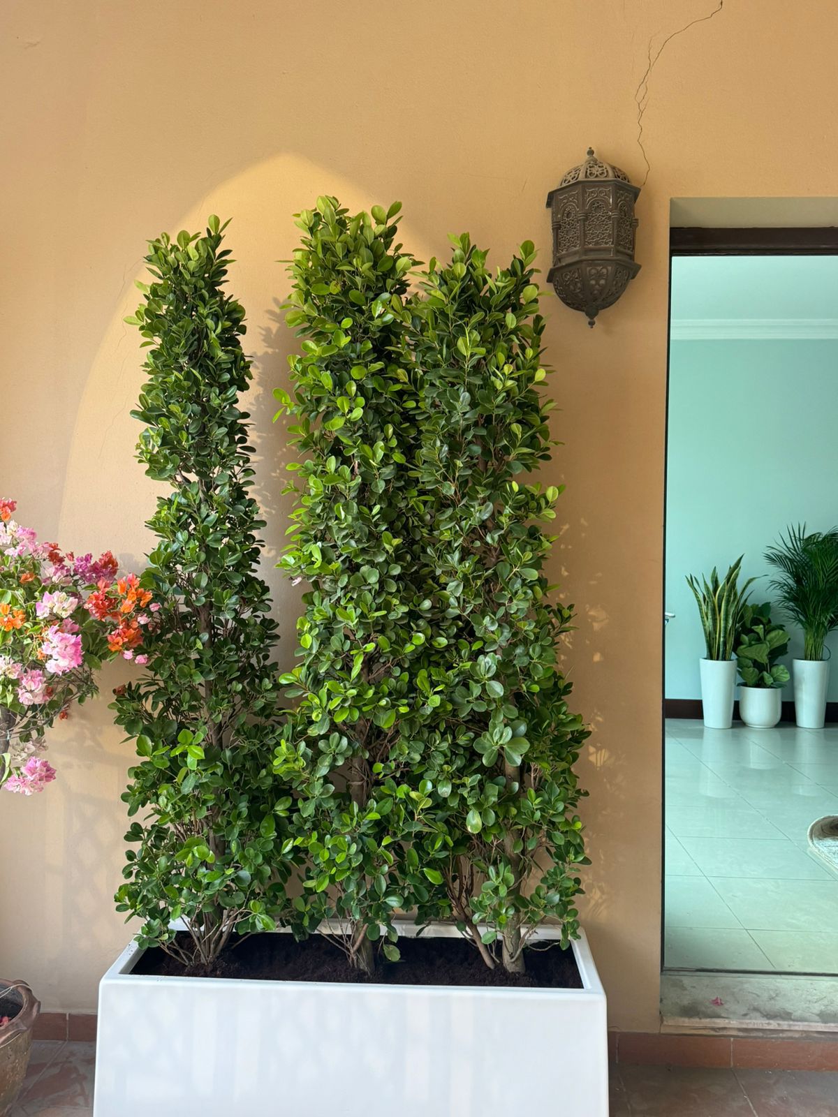 Ficus Cone - Arrangement