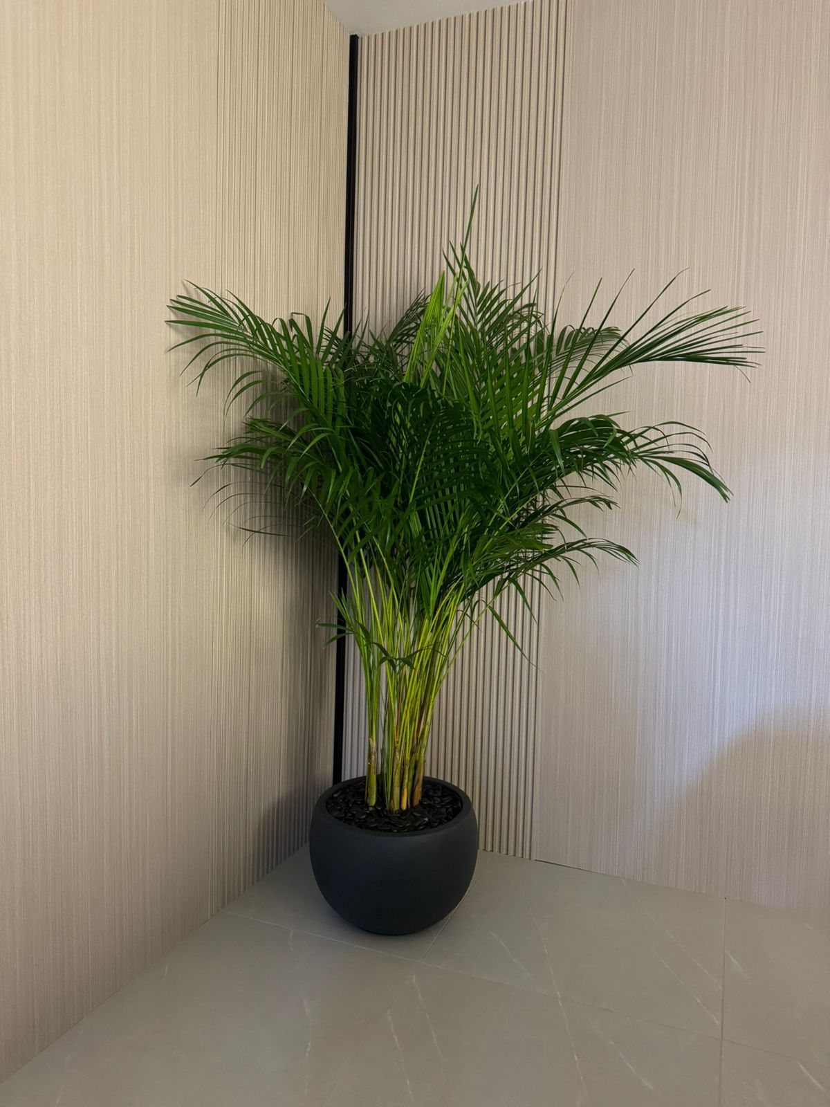 Areca Palm Large - Holland