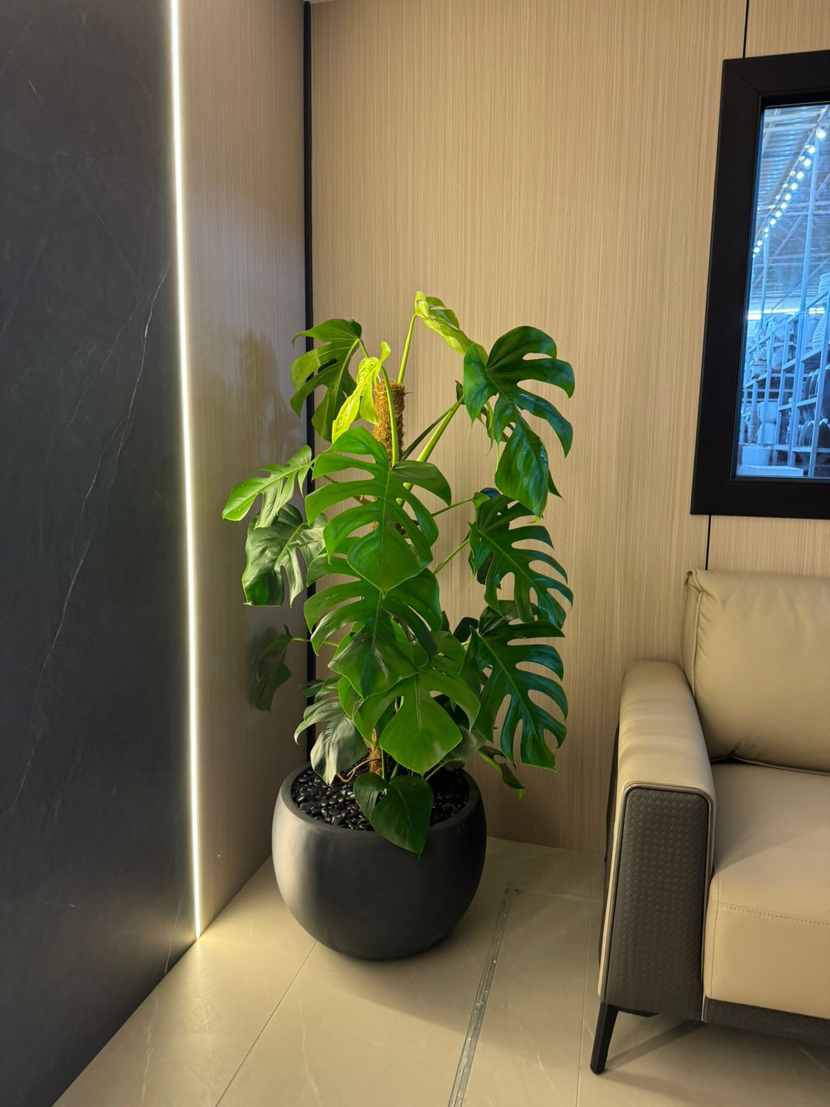 Monstera Large - Round Fiber Pot