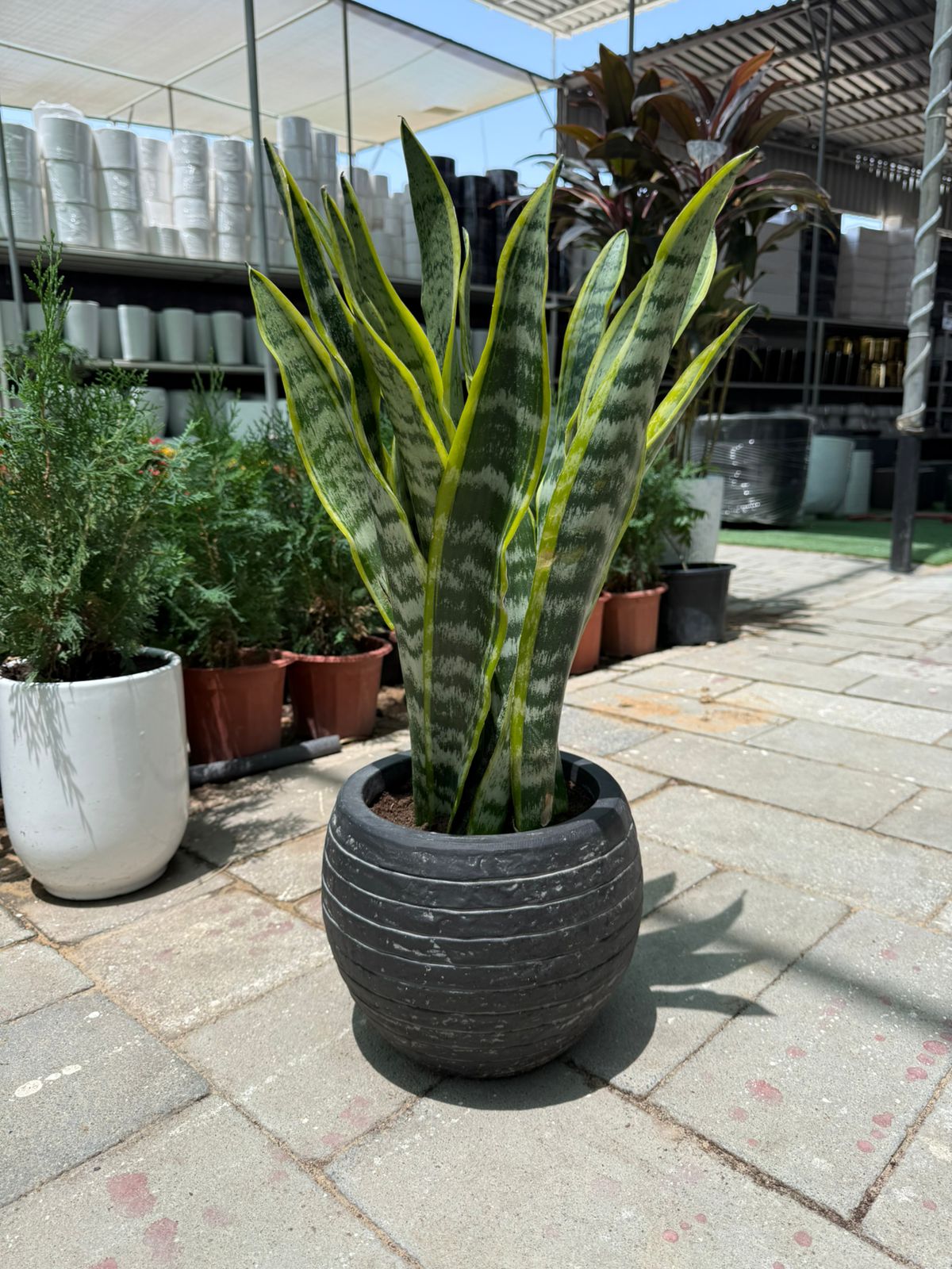 Snake Plant - Round Fiber Pot