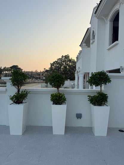 Double Head Ficus Each - Custom Made Pots