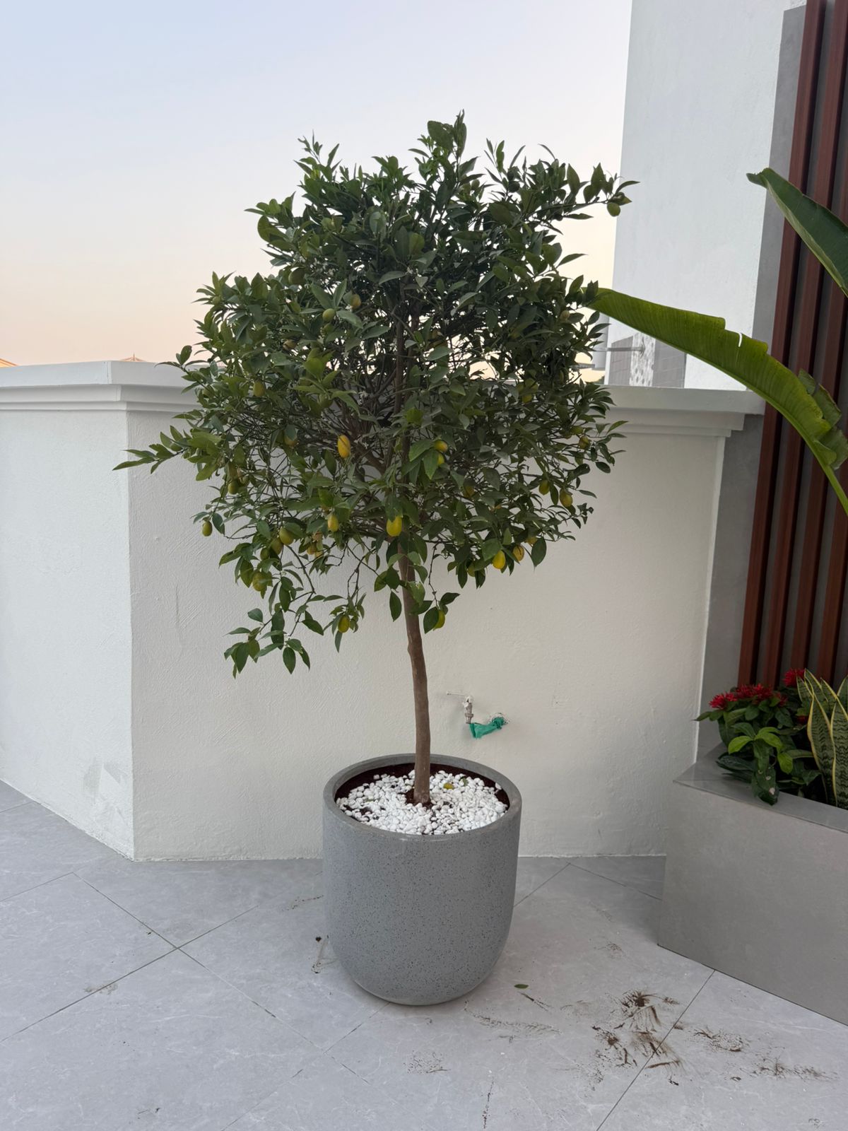 Large Lemon Tree - Fiber Pot