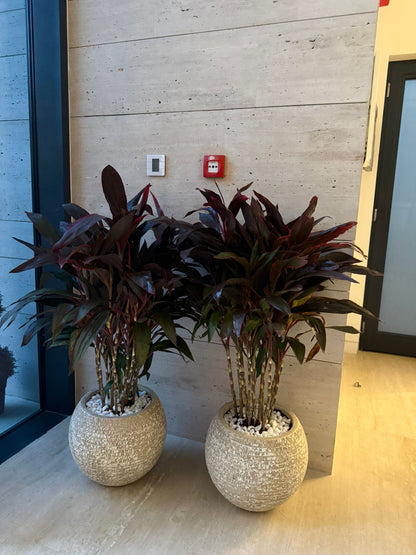 Cordyline Rumba Bundle - Round Fiber Pot