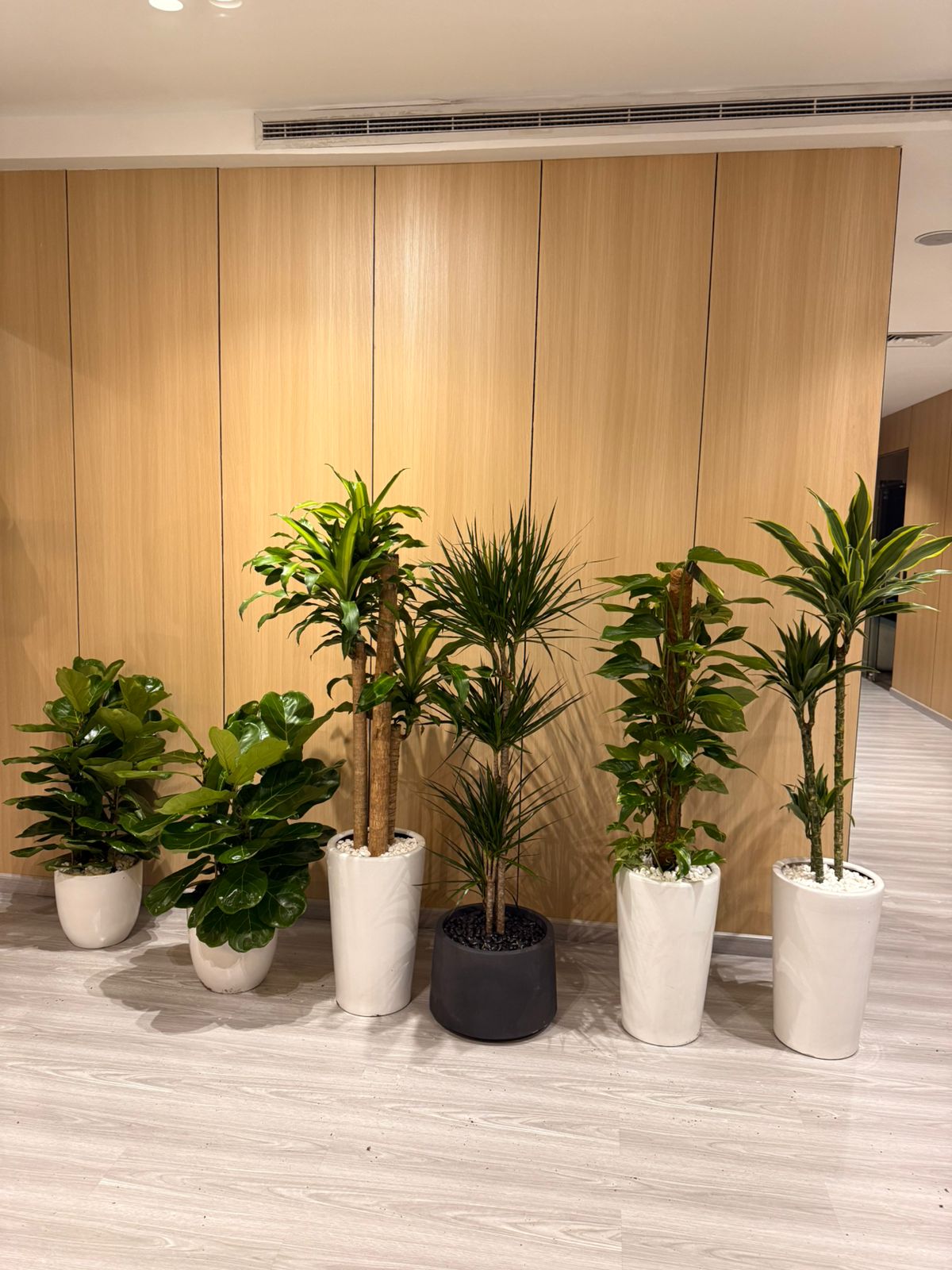 Exotic Indoor Plants - Home/Office