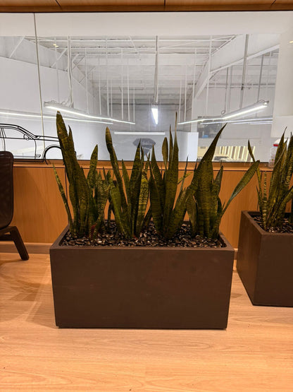 Snake Plant Arrangement - Fiber Rectangle
