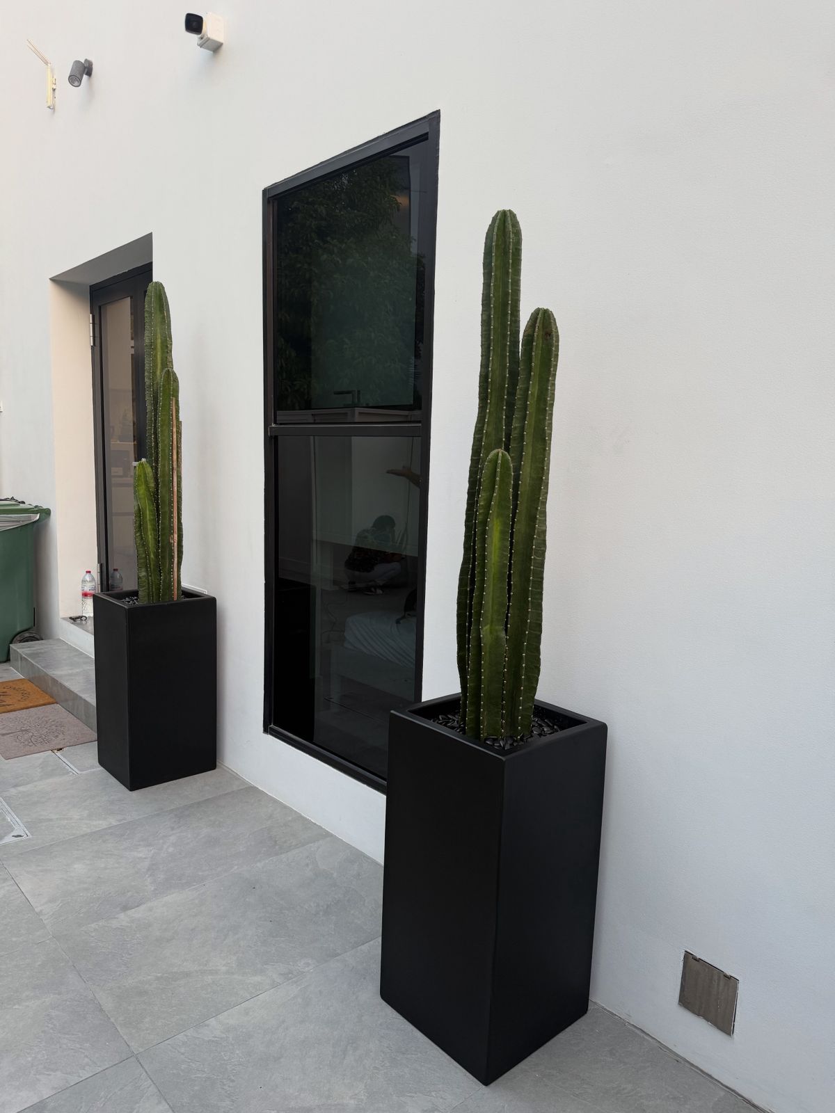 Cactus - Custom Designed Pot - EACH