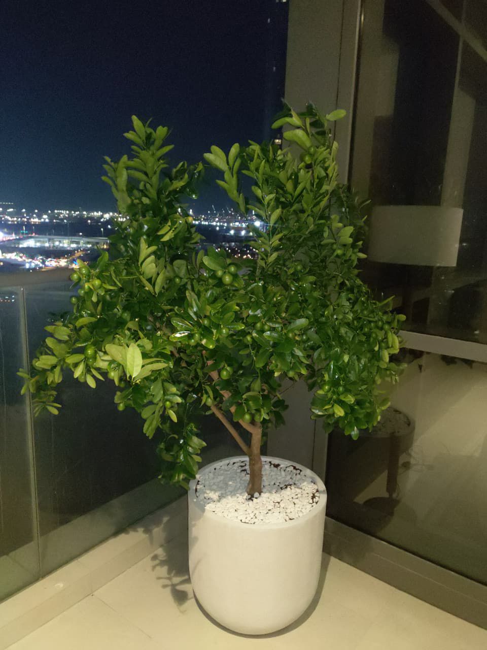 Citrus Tree Fiber Pot