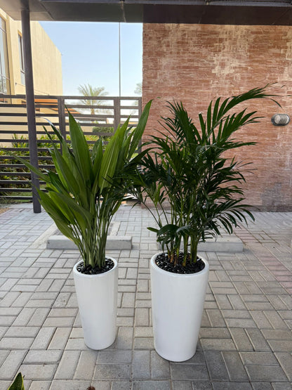 Tropical Indoor Bundle