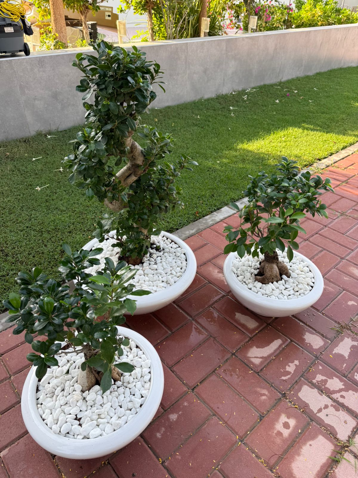 Trio Bonsai Bundle