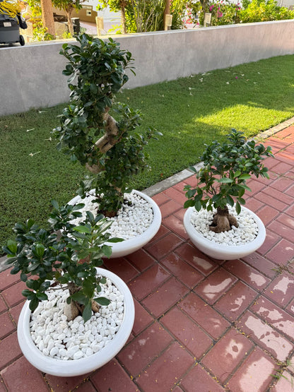 Trio Bonsai Bundle