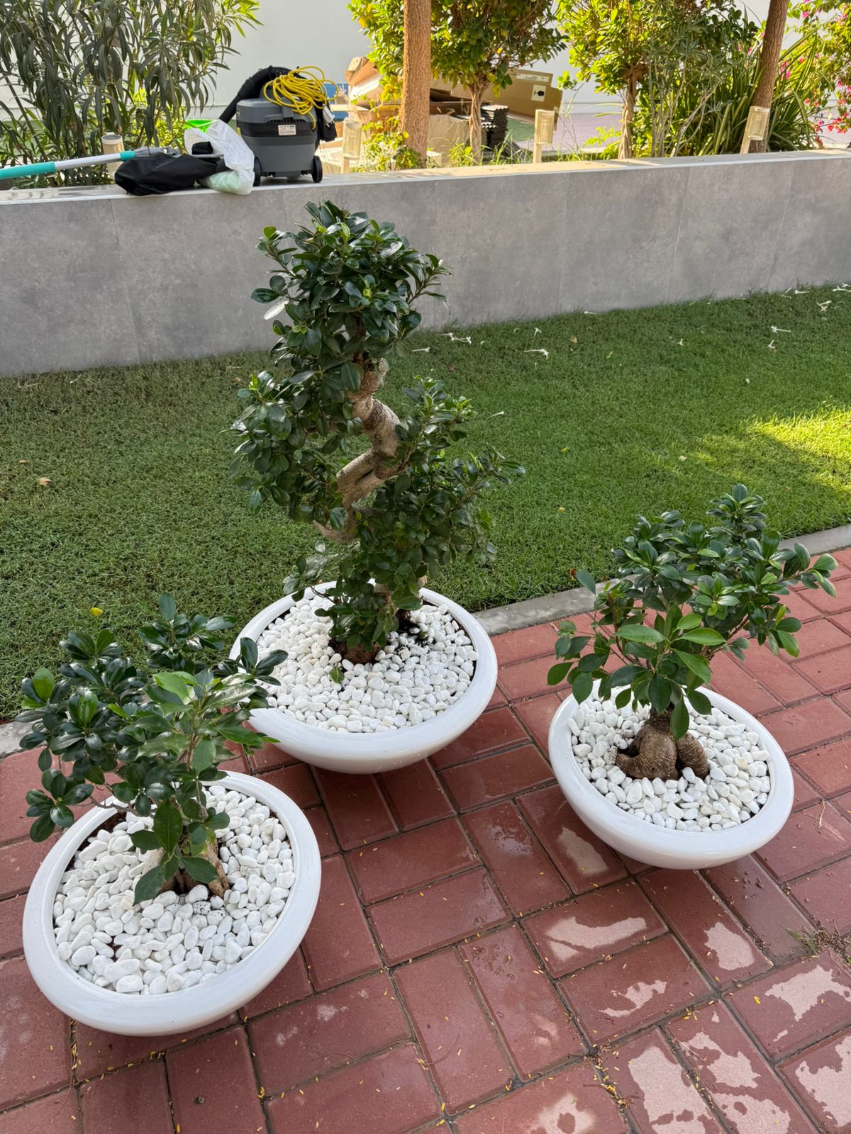 Trio Bonsai Bundle