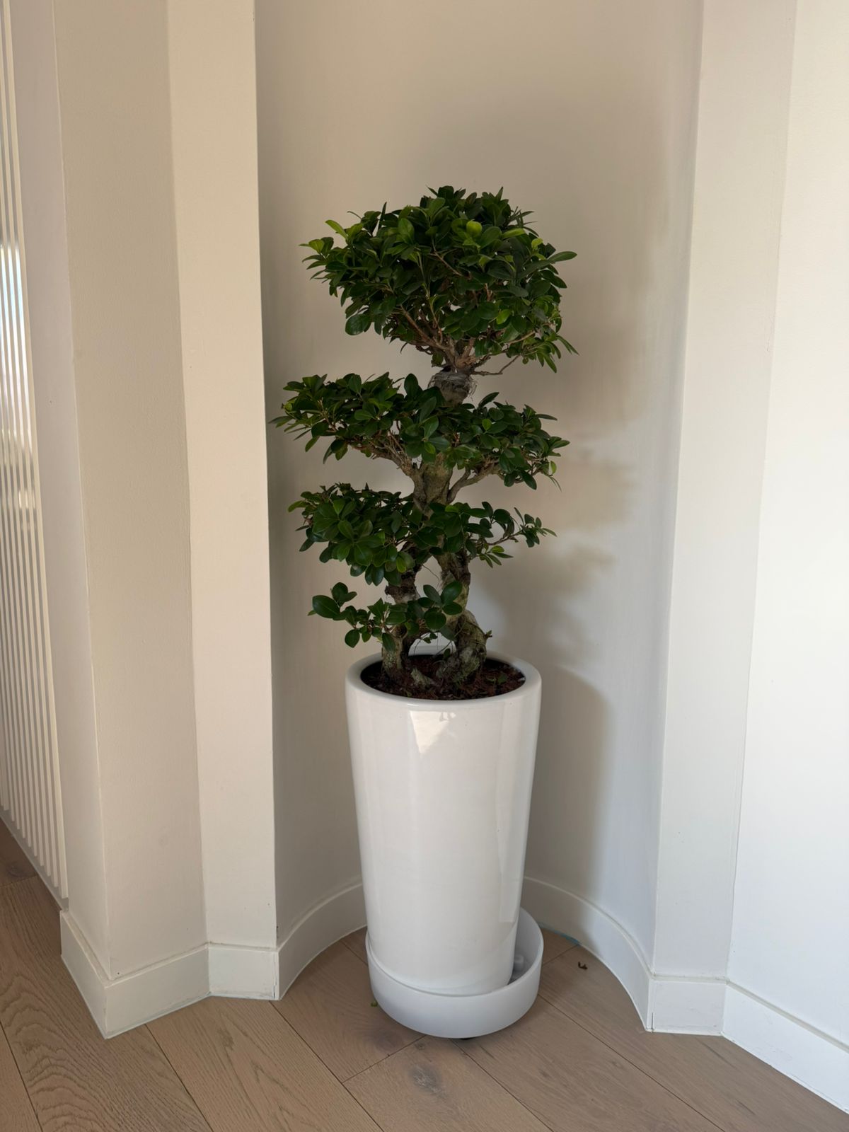 8 Shape Bonsai - Tall Ceramic