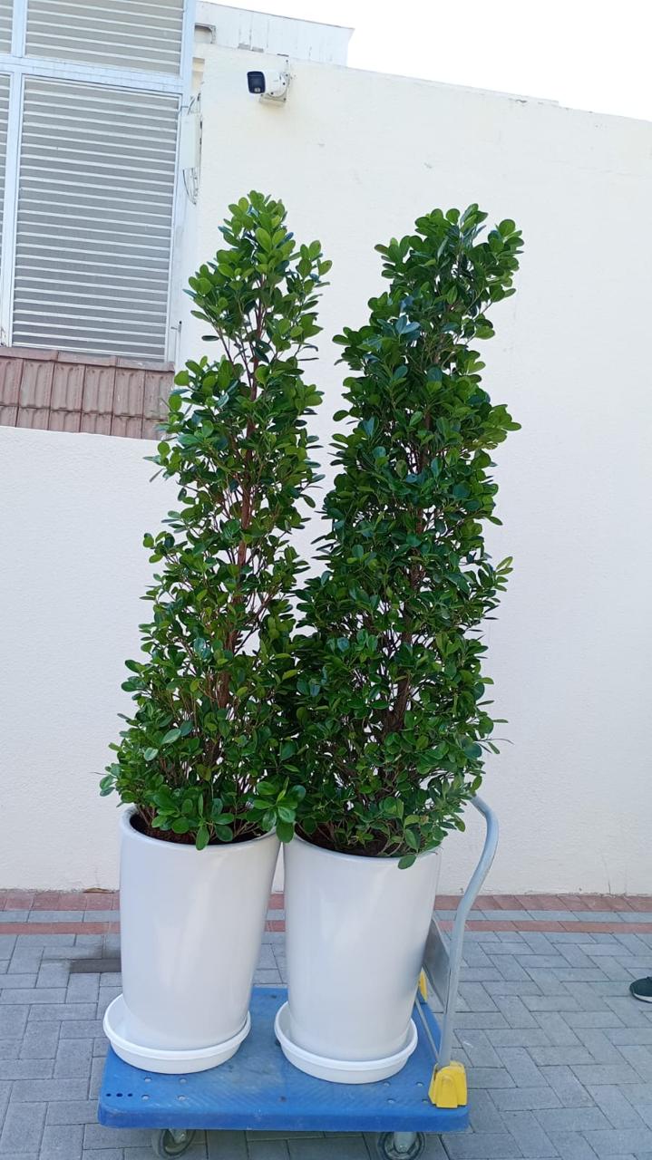 Ficus Cone - Tall Pot Bundle