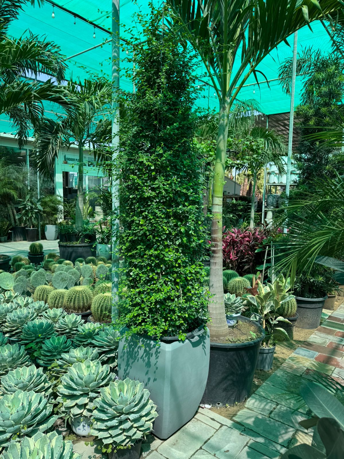 Erithia Cone - Fiber Potted