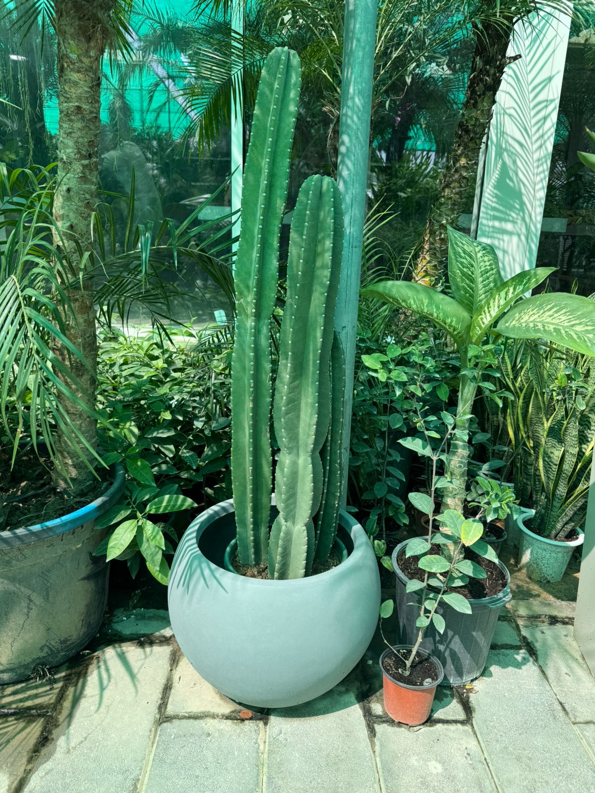 Cactus - Fiber Pot
