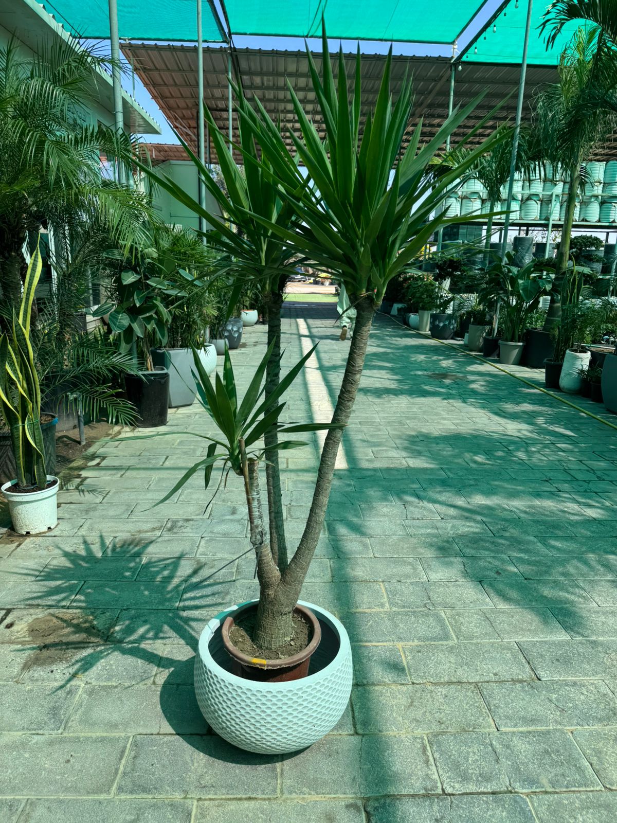 Yucca - Fiber Pot