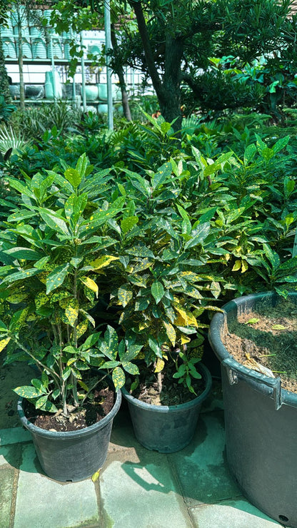 Croton Yellow - Nursery Pot