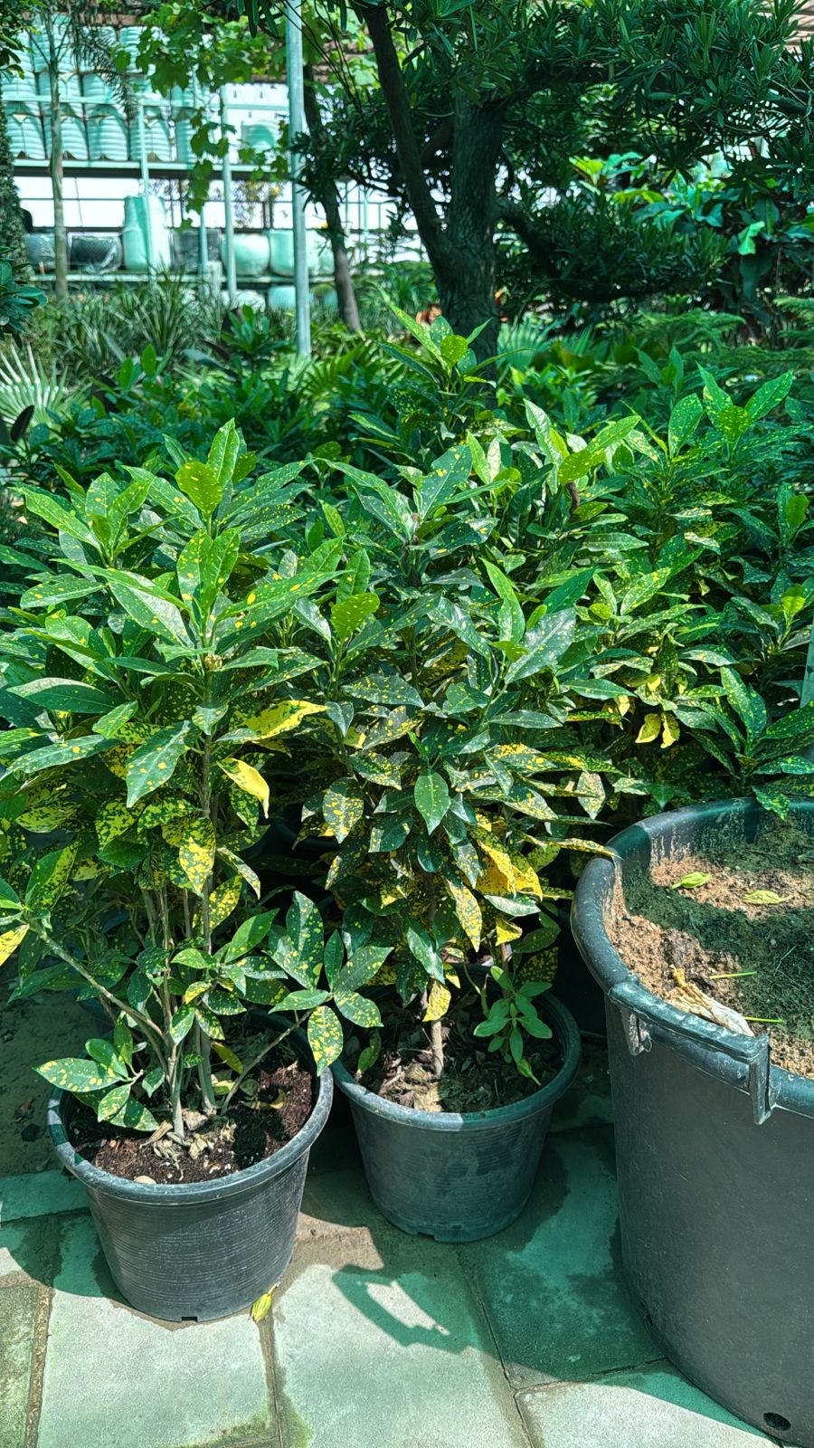 Croton Yellow - Nursery Pot