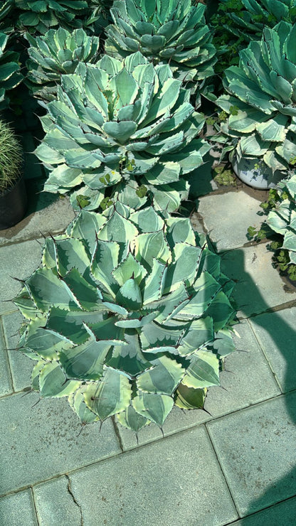 Cactus - Nursery Pot