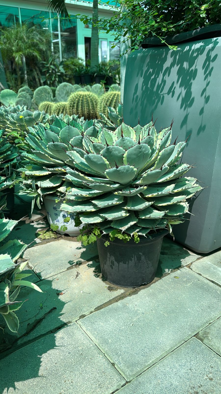 Cactus - Nursery Pot