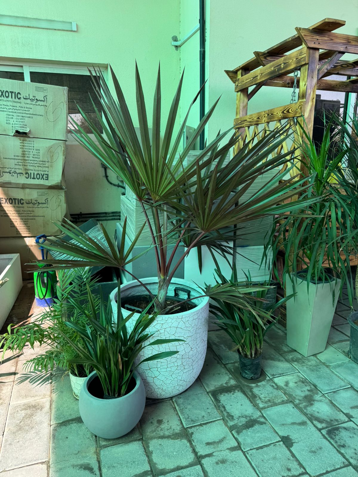 Red Latania Palm -  Fiber Potted