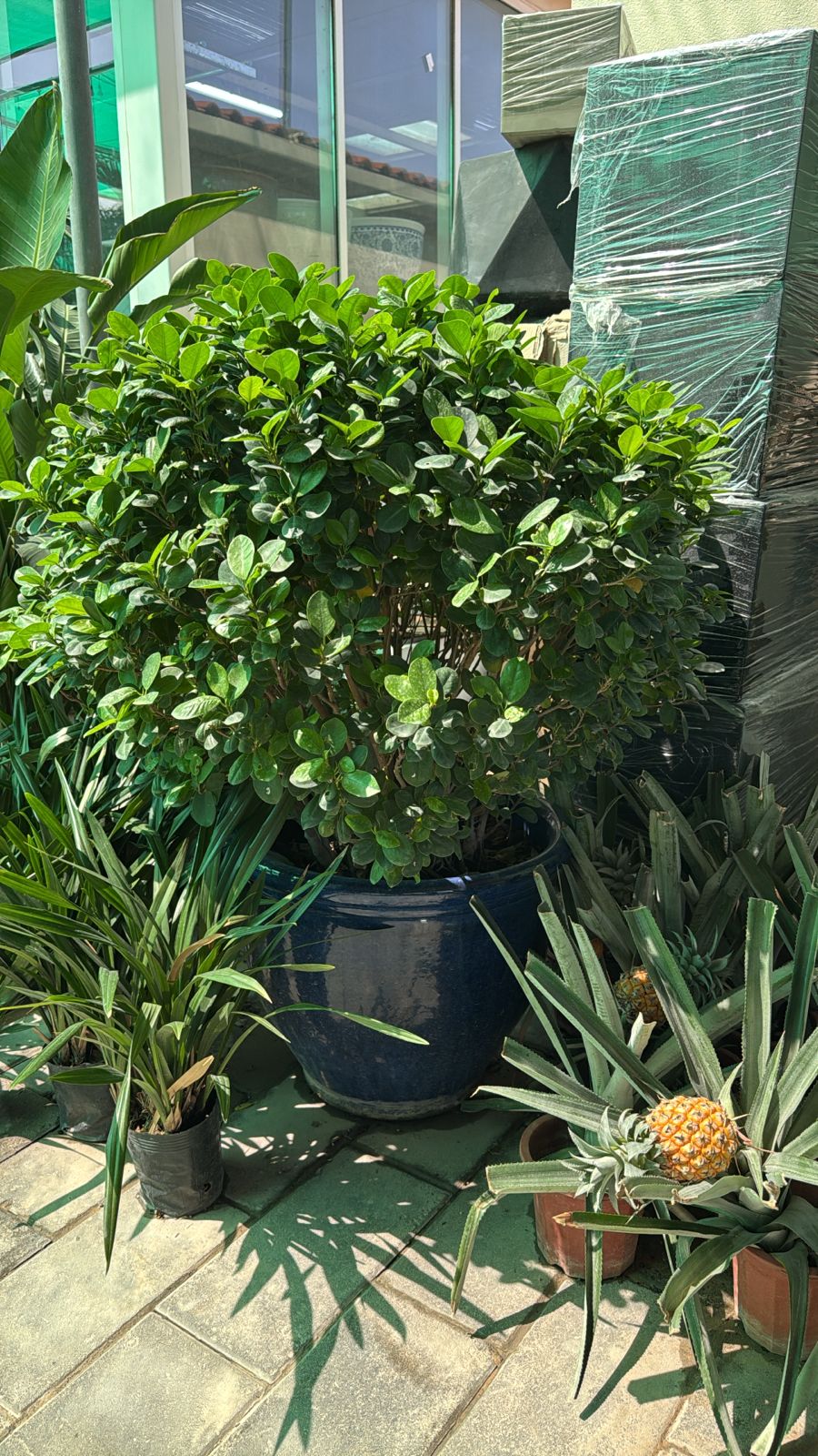 Ball Ficus - Terracotta Potted