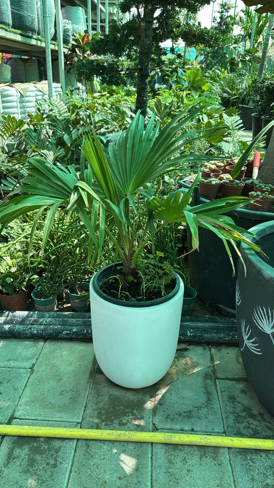 Livistona Palm - Fiber Potted