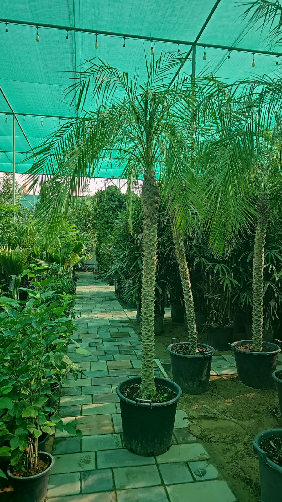 Phoenix Robelenii 1 Stem - Nursery Pot