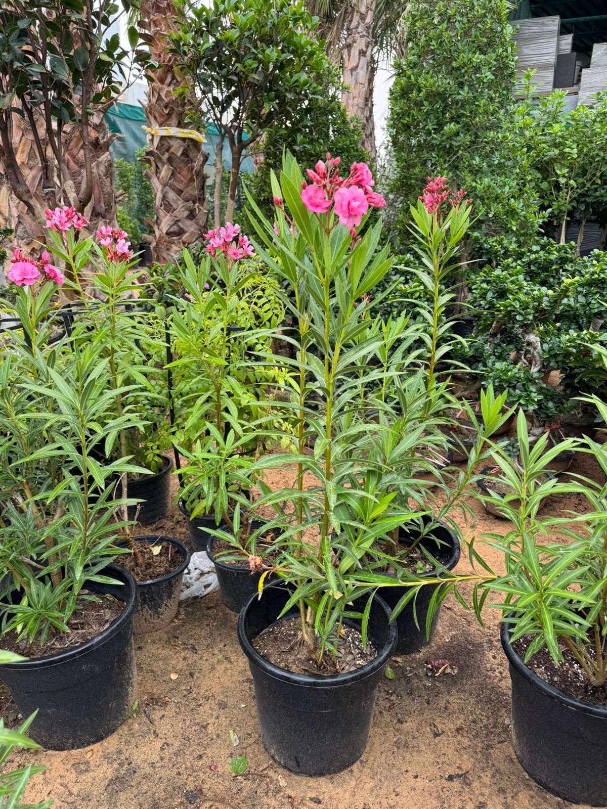 Oleander - Nursery Pot