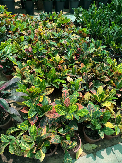 Croton - Nursery Pot