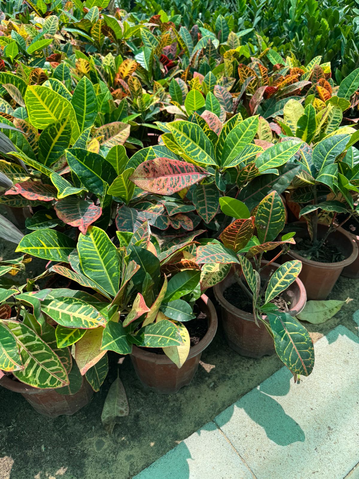 Croton - Nursery Pot