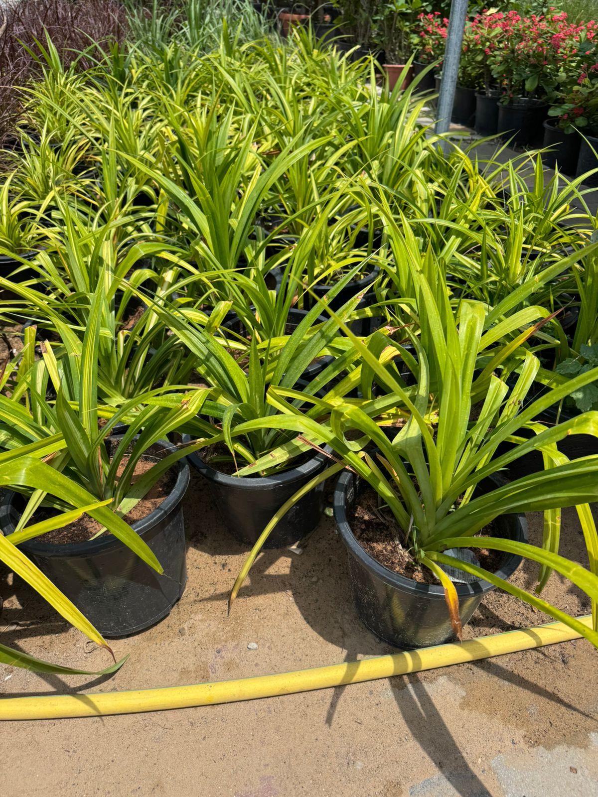 Pandanus Spider Plant - Nursery Pot (2PCS)