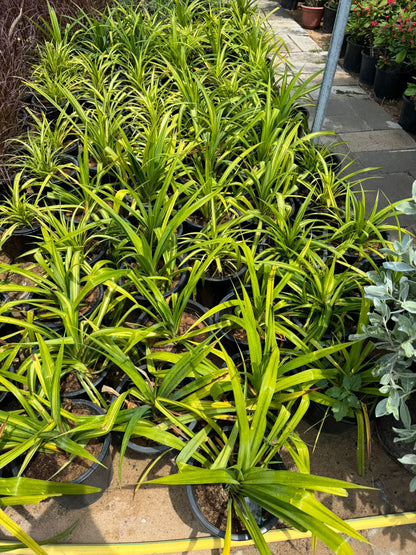 Pandanus Spider Plant - Nursery Pot (2PCS)