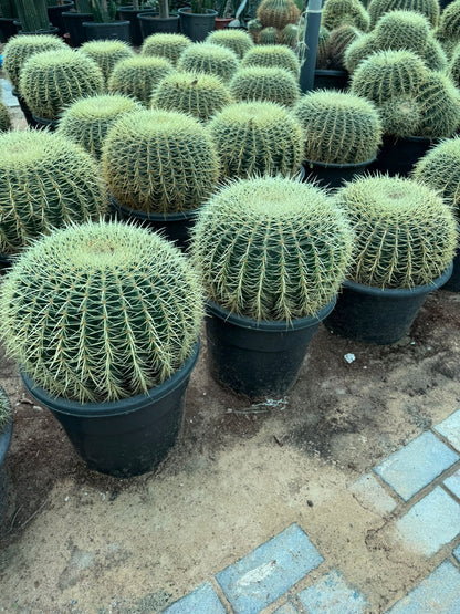 Cactus Ball Medium - Nursery Pot