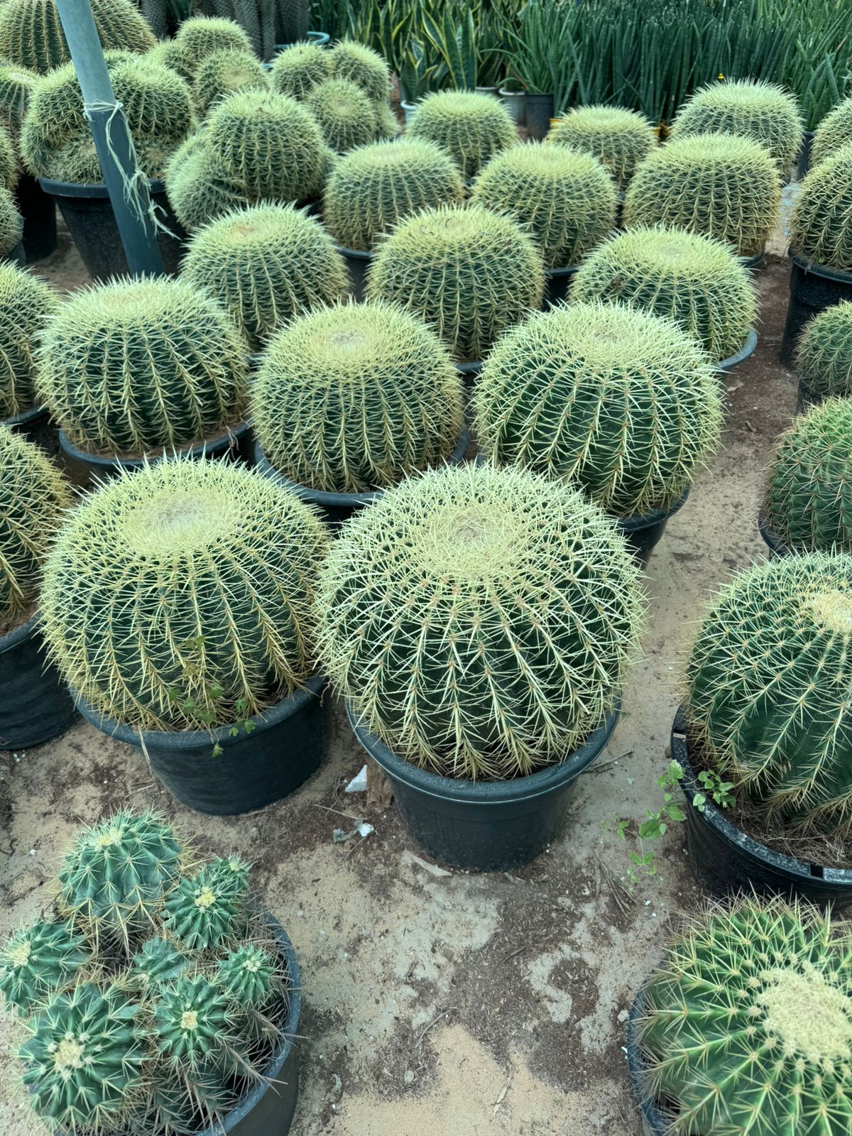 Cactus Ball Medium - Nursery Pot