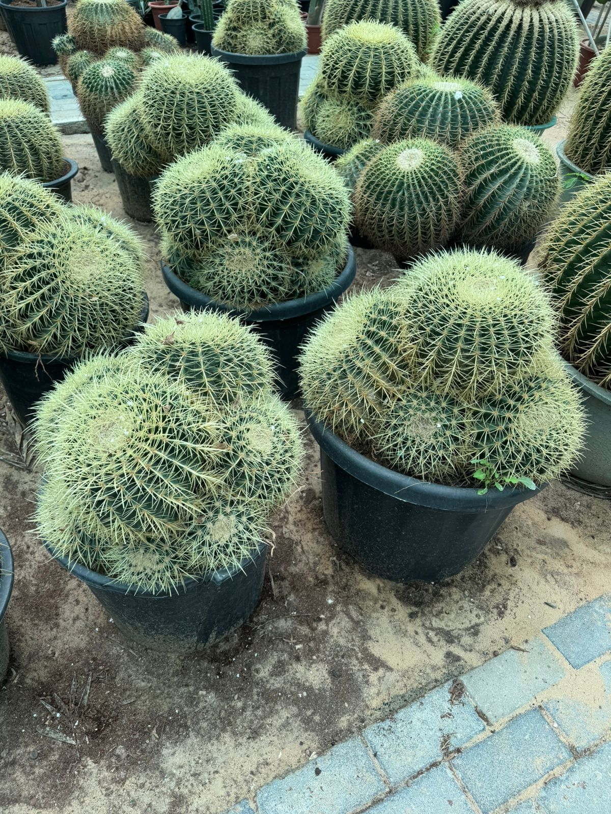 Cactus Multi-Head - Nursery Pot