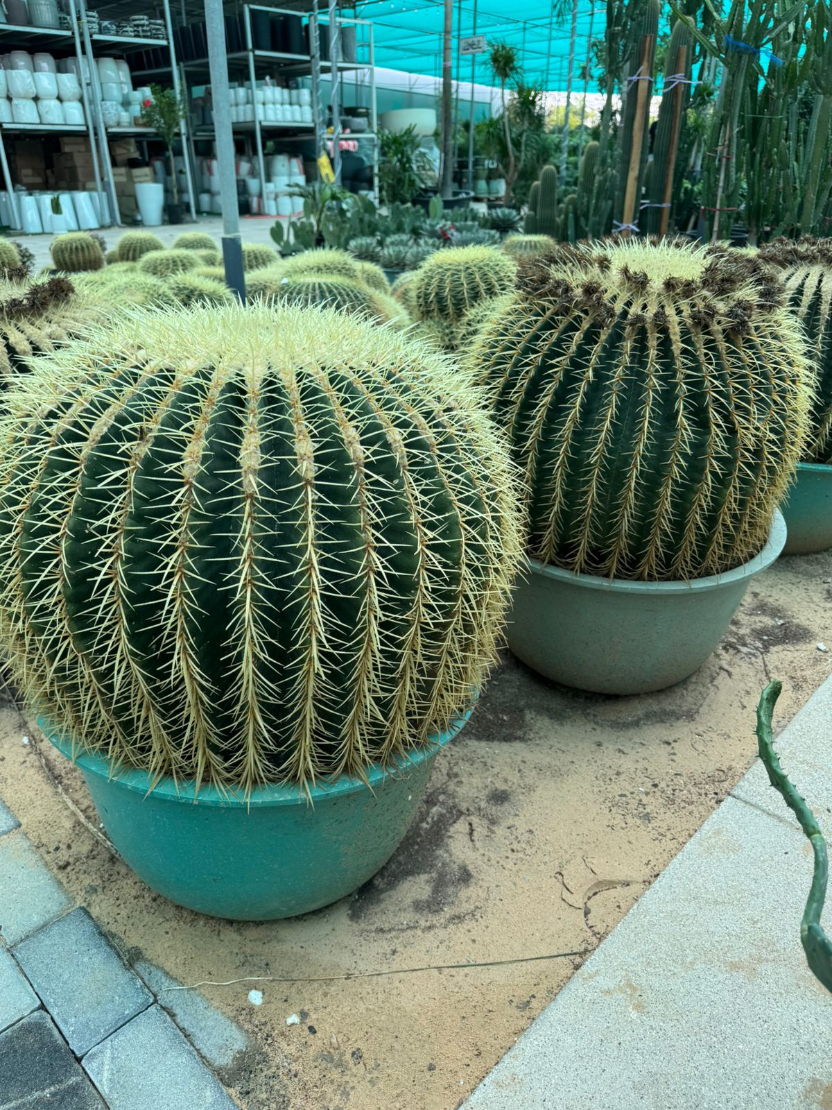 Cactus Ball XL - Nursery Pot