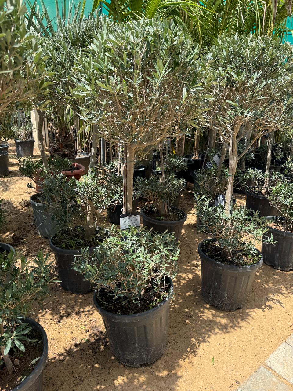 Olive - Double Head - Nursery Pot