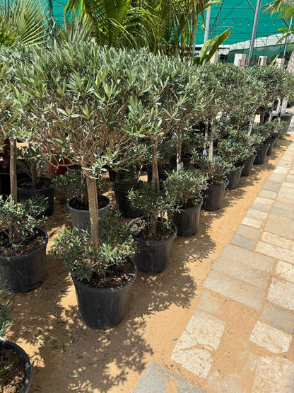 Olive - Double Head - Nursery Pot