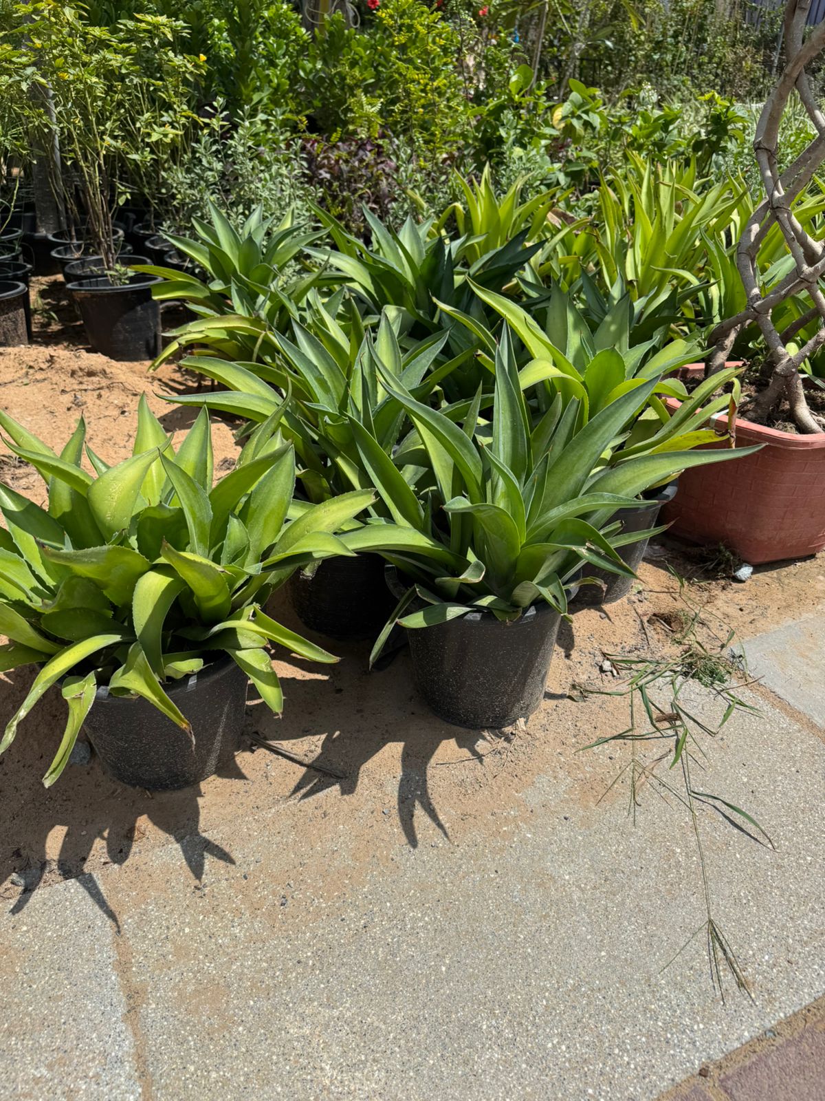 Agave - Nursery Pot (2PCS)
