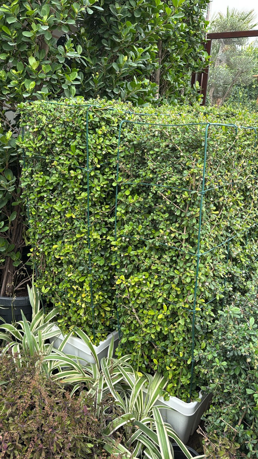 Erithea Hedge  -  Planter Box