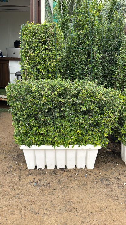 Erithea Hedge - Planter Box EACH